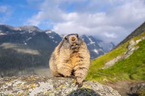 Alpine marmot (Marmota marmota) in autumn, Grossglockner, High Tauern National Park, Austria,