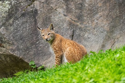 Eurasian lynx (Lynx lynx) youngster on a meadow, Bavaria, Germany, Europe