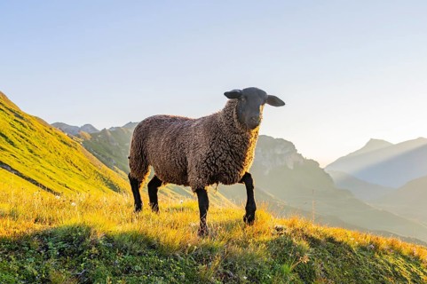 Domestic sheep (Ovis orientalis aries) at sunrise in the Mountains at Hochalpenstraße, Pinzgau,