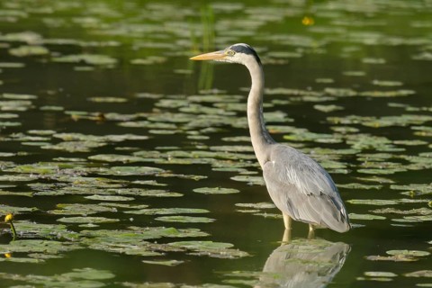 Grey heron (Ardea cinerea), water, hunting, Lower Austria
