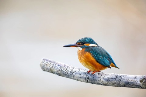 Kingfisher (Alcedo atthis) Germany