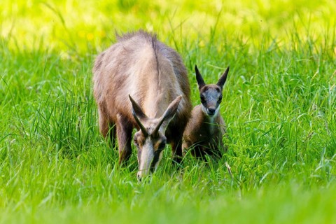 Wild animals in natural environment, mother and young in tall grass, chamois, (Rupicapra