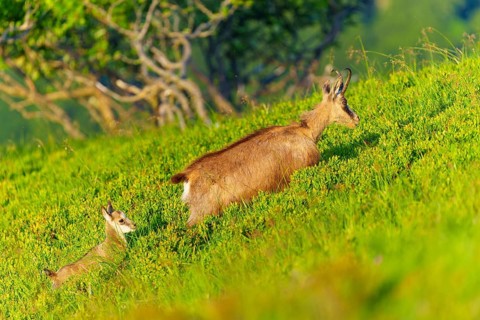 Chamois mother with young on a green slope, surrounded by trees, chamois, chamois, (Rupicapra