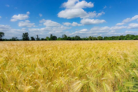 Grain field, in front of harvest, barley, near Bottrop-Kirchhellen, North Rhine-Westphalia,
