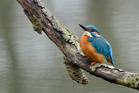 Just above the water surface... Kingfisher (Alcedo atthis), adult bird on a natural perch, worries