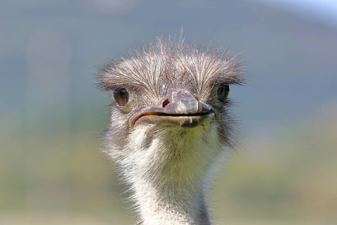 Common ostrich (Struthio camelus), portrait, captive, Rhineland-Palatinate, Germany, Europe