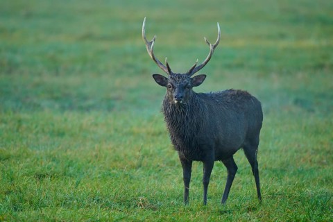 Sika deer (Cervus nippon), in a meadow at dawn, natural antlers visible, Germany, Europe