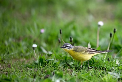 Yellow wagtail (Motacilla flava), in a meadow, Lower Rhine, North Rhine-Westphalia, Germany, Europe