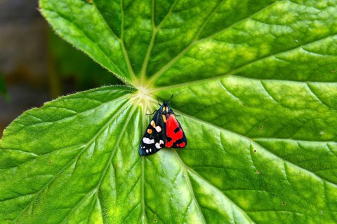 Scarlet Tiger moth, Callimorpha dominula, Iford manor gardens, Wiltshire, England, UK