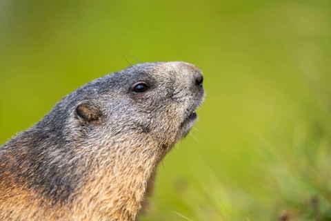 Alpine marmot (Marmota marmota) in autumn, Grossglockner, High Tauern National Park, Austria,