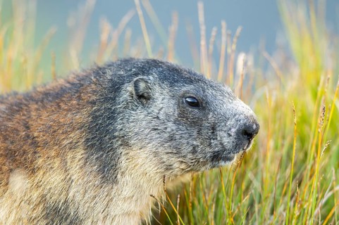 Alpine marmot (Marmota marmota) in autumn, Grossglockner, High Tauern National Park, Austria,