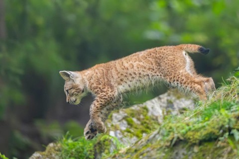 Eurasian lynx (Lynx lynx) youngster on a rock, Bavaria, Germany, Europe