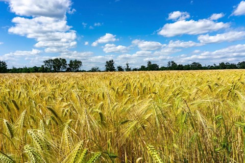 Grain field, in front of harvest, barley, near Bottrop-Kirchhellen, North Rhine-Westphalia,