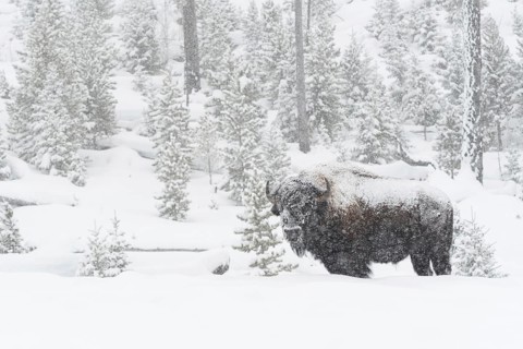 American Bison (Bison bison) in deep winter with heavy snowfall, old, strong bull covered by ice