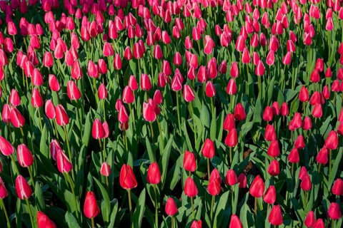 Field full of bright red tulips in a park, Keukenhof, Lisse, province of South Holland, Netherlands
