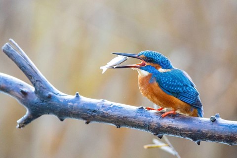 Kingfisher (Alcedo atthis) Germany