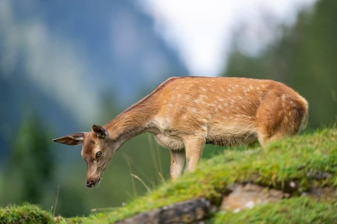 Red deer (Cervus elaphus) fawn on a meadow in tirol, Austria, Europe