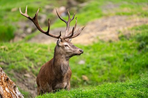 Red deer (Cervus elaphus) stag on a meadow, Bavaria, Germany, Europe