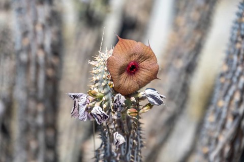Red flowers on a dry cactus (Hoodia currorii), Makgadikgadi salt pans, Botswana, Africa