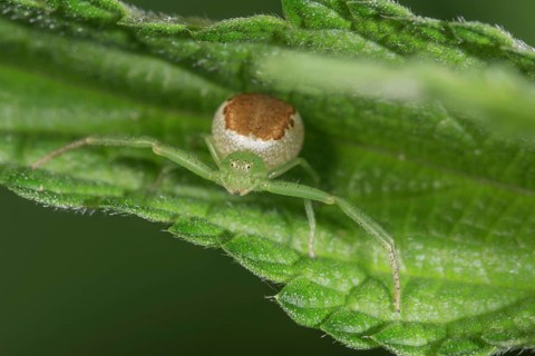 A Diaea dorsata (Diaea dorsata) in mantis position on a green leaf, abdomen with distinctive brown