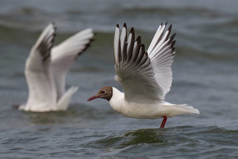 Black-headed gull (Chroicocephalus ridibundus) in summer plumage, flying above the sea surface,