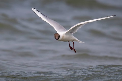 Black-headed gull (Chroicocephalus ridibundus) in summer plumage, flying above the water surface,
