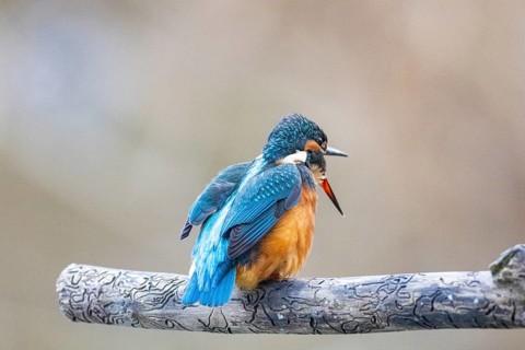 Kingfisher (Alcedo atthis) Germany
