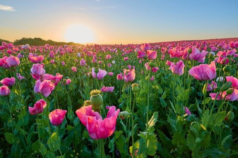 Opium poppy (Papaver somniferum), wide poppy field under a sunny sky, summer, Germerode, Geo nature