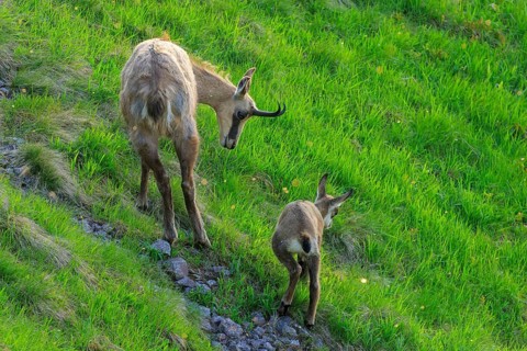 Chamois family climbing up a green mountain slope, mother leading, chamois, chamois, (Rupicapra
