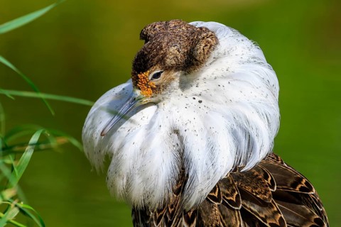 Close-up of a bird with impressive neck plumage and striking expression, Ruff (Calidris pugnax, Syn