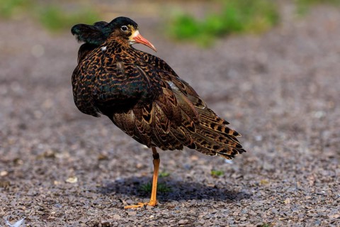 Bird with brown plumage on gravel, showing dorsal view, Ruff (Calidris pugnax, Syn.: Philomachus