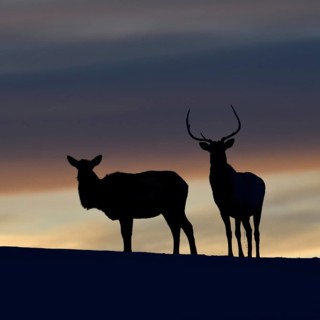 Wapitis (Cervus canadensis), North American deer, pair on a small hill, hilltop, silhouette against