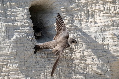 Sand martins (Riparia riparia), Emsland, Lower Saxony, Germany, Europe