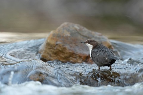 Skilful... White-throated Dipper (Cinclus cinclus) in its territory in search of food, stands