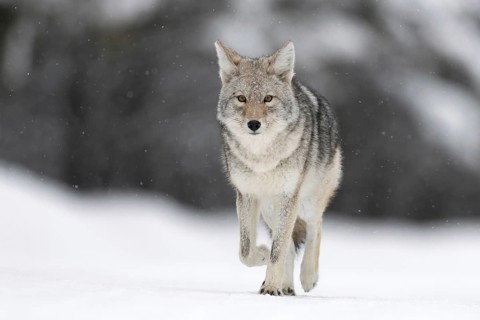 On the road... Coyote (Canis latrans) in the snow, light snowfall, wild coyote walks directly