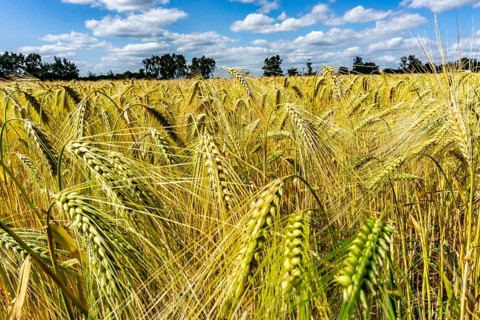 Grain field, in front of harvest, barley, near Bottrop-Kirchhellen, North Rhine-Westphalia,