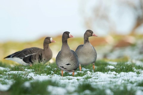Wild geese... White-fronted geese (Anser albifrons), wild geese in the snow in their wintering area