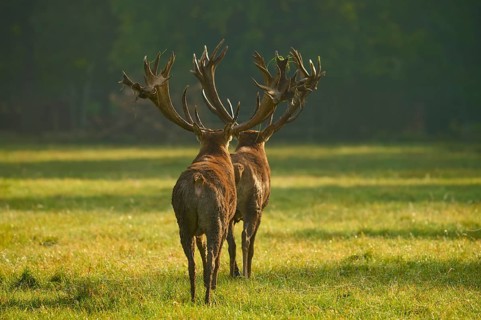 Red deer (Cervus elaphus), two stags with large antlers, during the rutting season, in a meadow,