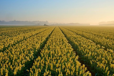 Misty morning over a wide field of yellow tulips under a softly glowing sky, Sassenheim, province