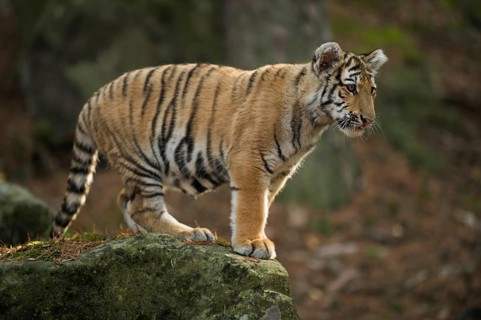 On the rock... Royal Bengal tiger (Panthera tigris tigris) also called Indian tiger or Bengal