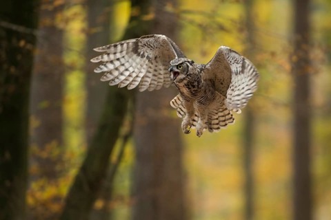 The approach... Virginia eagle owl (Bubo virginianus) in flight, popular North American owl species