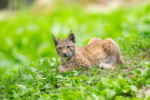 Eurasian lynx (Lynx lynx) youngster on a meadow, Bavaria, Germany, Europe