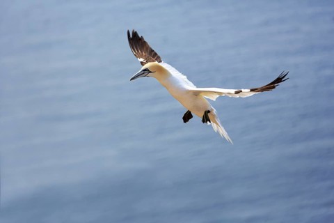 Northern gannet (Morus bassanus) on a bird cliff, flying over the sea, Helgoland Island,