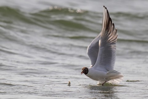 Black-headed gull (Chroicocephalus ridibundus) in summer plumage, flying above the sea surface,