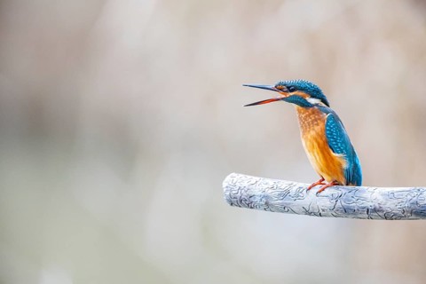 Kingfisher (Alcedo atthis) Germany