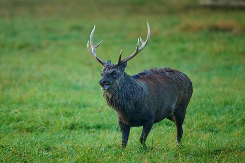 Sika deer (Cervus nippon), on a landscape with meadow and antlers, in autumn atmosphere, Germany,