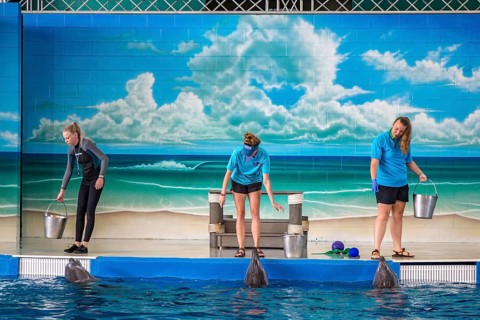 Trainers working with Dolphins during show at Ocean Adventures Marine Park in Gulfport, Mississippi