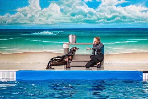 Trainer working with sea lion during show at Ocean Adventures Marine Park in Gulfport, Mississippi
