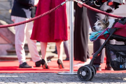 A dog looks out of a pram at the guests at the State Opera for All in Berlin on 21 June 2025