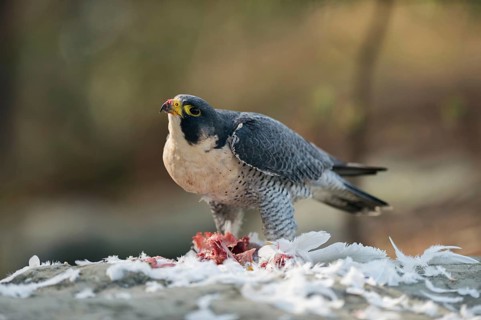 At the plucking site... Peregrine falcon (Falco peregrinus) with prey, presumably a pigeon, secured